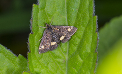 Pyrausta aurata