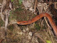 Oreocryptophis porphyraceus
