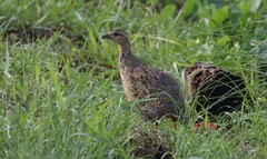 Francolinus francolinus