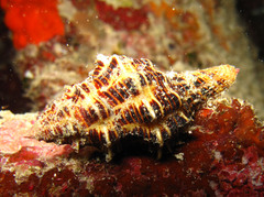 Latirus
