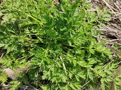 Daucus carota sativus