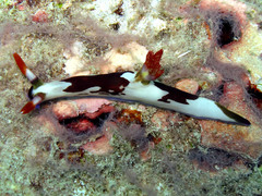 Nembrotha chamberlaini