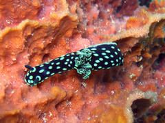 Nembrotha cristata