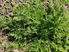 Daucus carota sativus