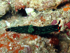 Nembrotha kubaryana