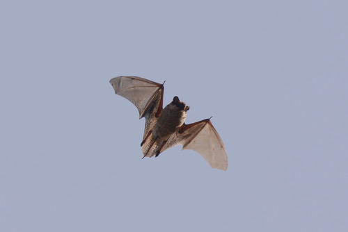 Particoloured Bat, Ульяновск, Ульяновская обл., Россия, photo 8 of 10