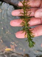 Hydrilla verticillata