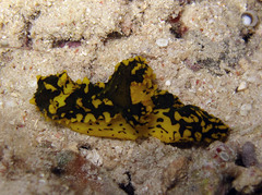 Notodoris gardineri
