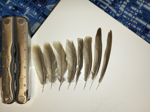 Plume de Alouette des champs