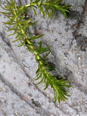 Hydrilla verticillata