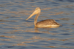 Pelecanus rufescens