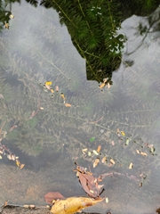 Hydrilla verticillata