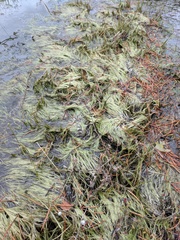 Utricularia resupinata