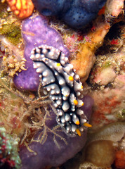 Phyllidia elegans