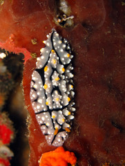 Phyllidia elegans