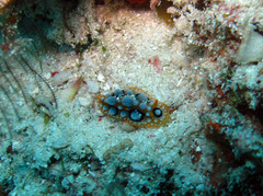 Phyllidia ocellata