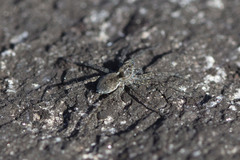 Pardosa lapidicina