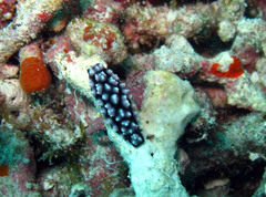 Phyllidiella pustulosa