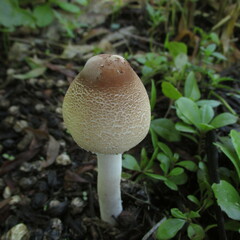 Macrolepiota dolichaula