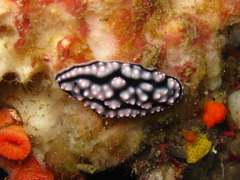 Phyllidiella