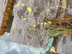 Utricularia