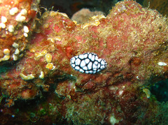 Phyllidiella pustulosa