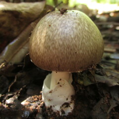 Amanita marmorata