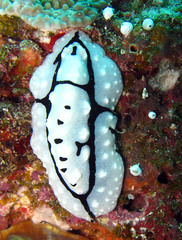 Phyllidiopsis shireenae