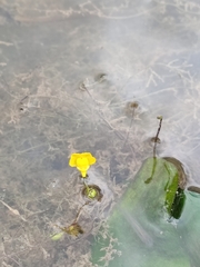 Utricularia