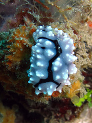 Phyllidiopsis shireenae