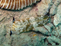 Plakobranchus papua