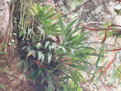 Epidendroideae