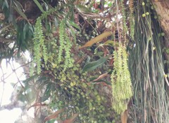 Phlegmariurus phlegmaria