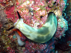 Plakobranchus papua