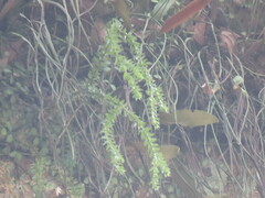 Phlegmariurus phlegmaria