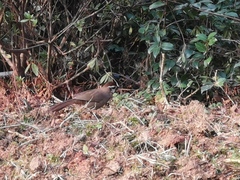 Pterorhinus sannio