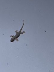 Hemidactylus platyurus