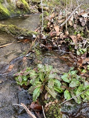 Micranthes micranthidifolia