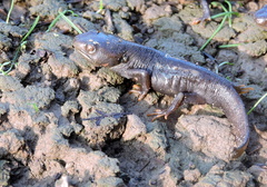Tylototriton himalayanus