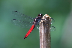 Libellula herculea