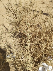 Caroxylon imbricatum