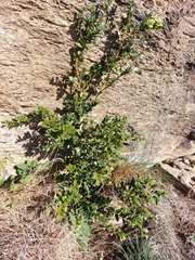Buxus sempervirens
