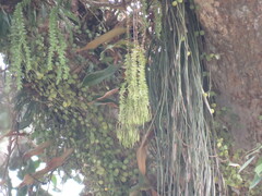 Phlegmariurus phlegmaria