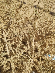 Caroxylon imbricatum