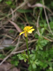 Ranunculus ternatus