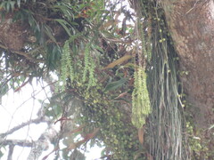 Phlegmariurus phlegmaria