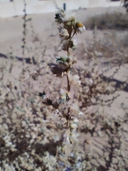 Caroxylon imbricatum