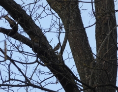 Turdus philomelos