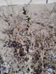Caroxylon imbricatum