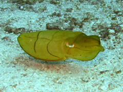 Sepia latimanus